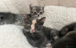 Persian cats for sale: Persian cross  - Image 14