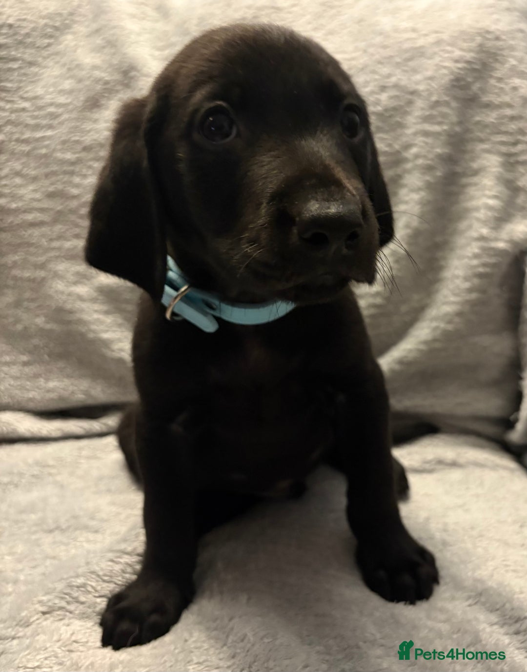 Labrador Retriever dogs for sale: Ready now beautiful Labrador retriever puppies - Image 20