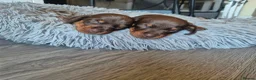 Miniature Dachshund dogs for sale: Agata Szymczak - Advert 9