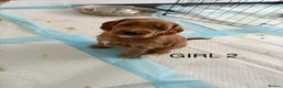 Cockapoo dogs for sale: Beautiful F2 Cockapoo Puppies in Birmingham - Advert 14