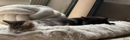 Mixed Breed cats for sale: 4 boy kittens  - Advert 15