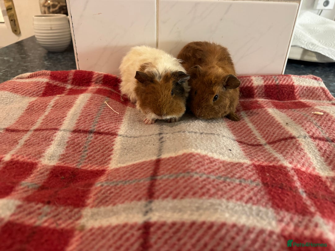 Guinea Pig rodents for sale: Beautiful baby guinea pigs  - Advert 4