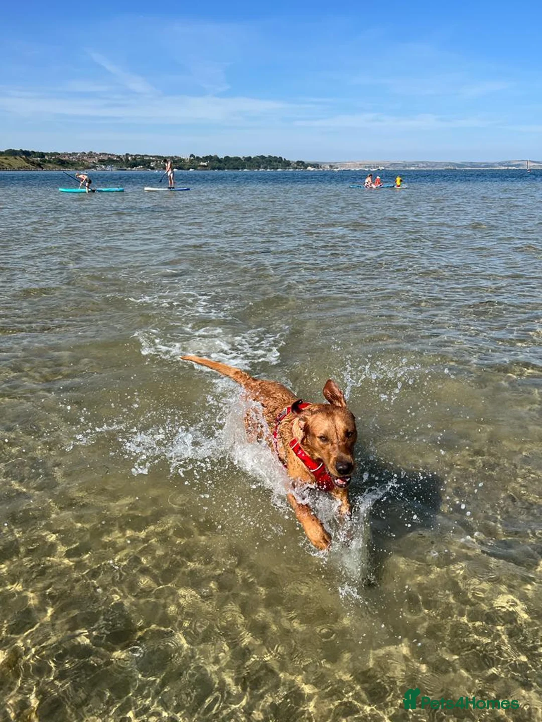 Labrador Retriever dogs for stud: Archie - Advert 2