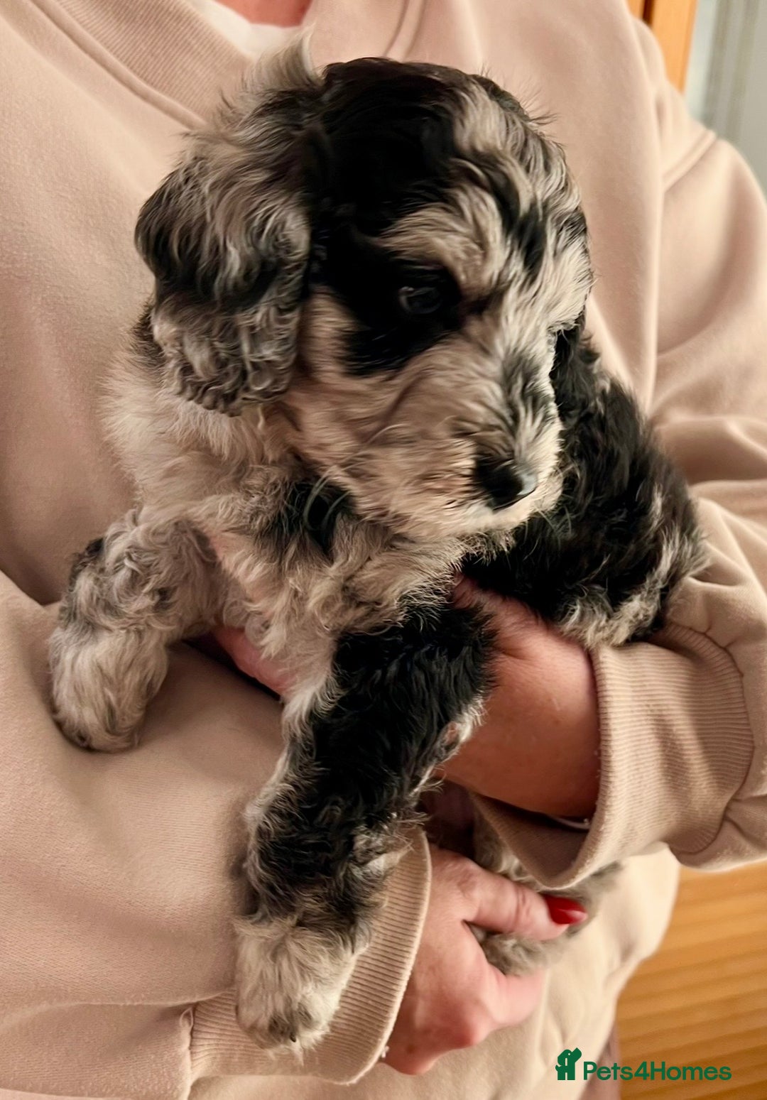 Labradoodle dogs for sale: F1b Labradoodles, Miniature Health tested parents - Advert 17