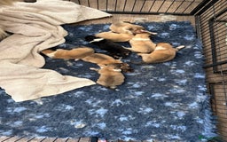 Rough Collie dogs for sale: Unaffected KC Reg Rough Collie Puppies Available  - Advert 3