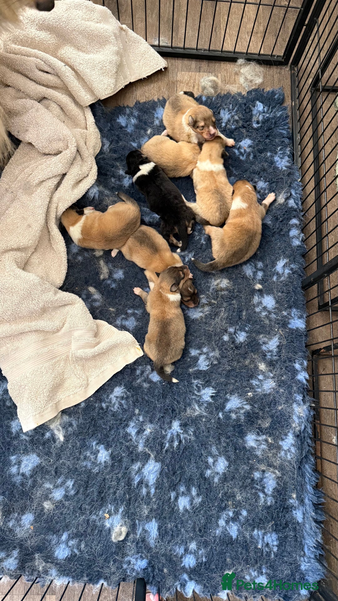 Rough Collie dogs for sale: Unaffected KC Reg Rough Collie Puppies Available  - Advert 3