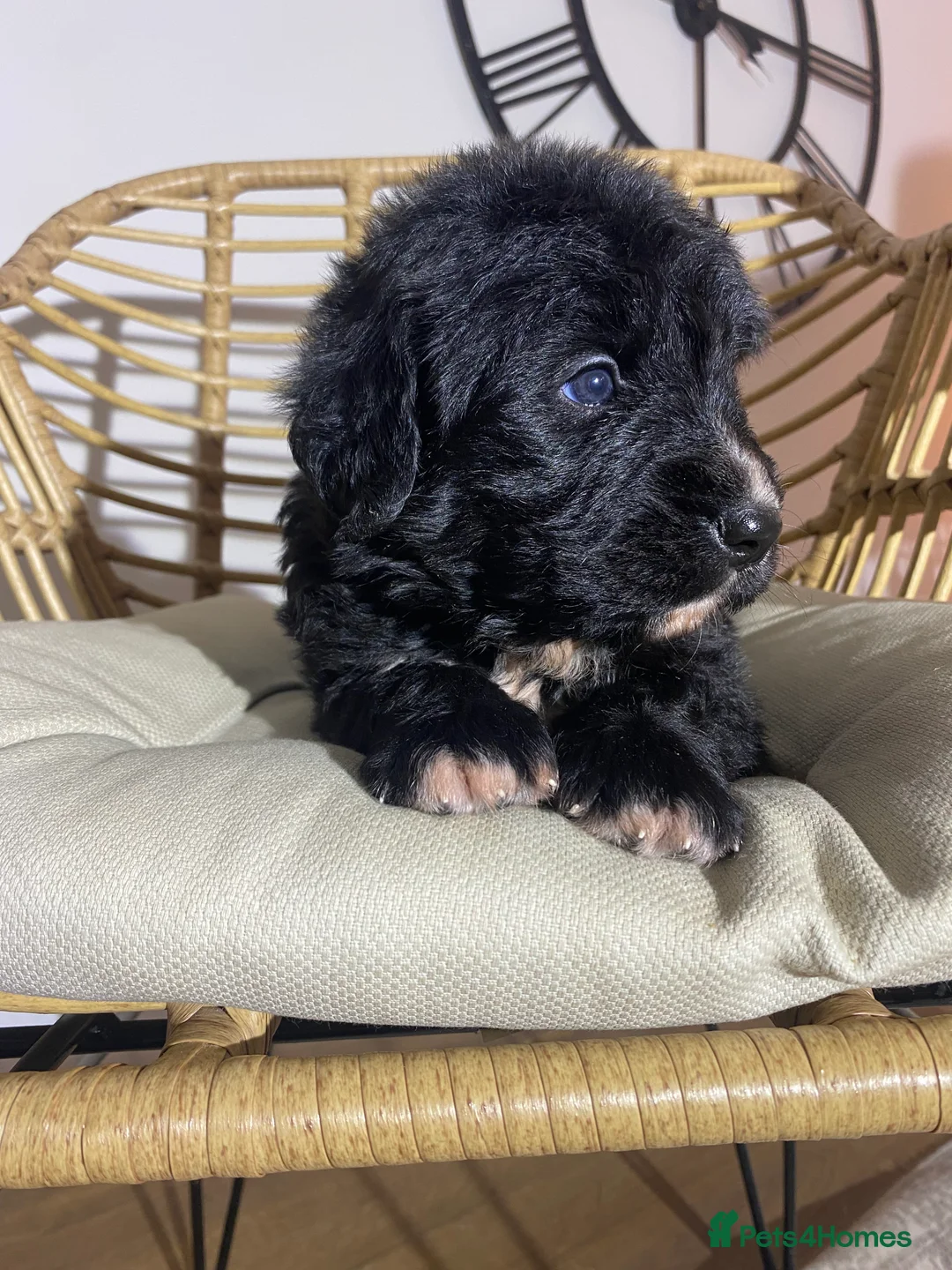 Mixed Breed dogs for sale: Golden Bernese Puppies 🖤🤍🤎 - Advert 31