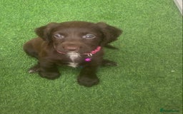 Sprocker dogs for sale: Last 2 girls available chocolate Sprockers - Image 38