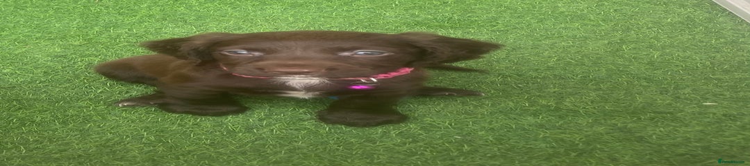 Sprocker Puppy 5