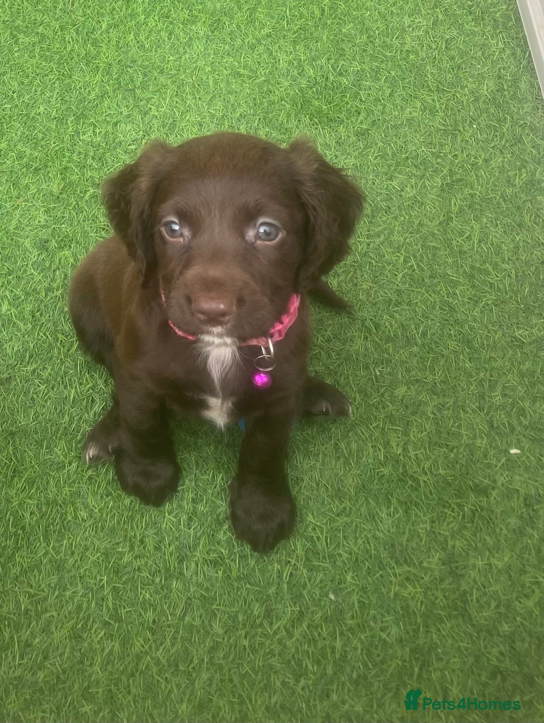 Sprocker dogs for sale: Last 2 girls available chocolate Sprockers - Image 38