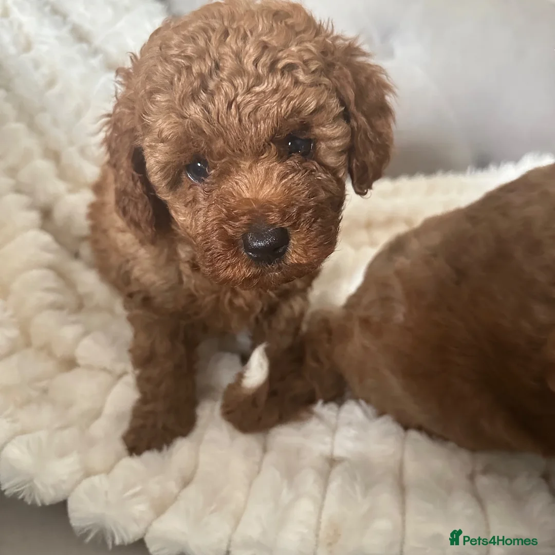 Cavapoo dogs for sale: Stunning  health tested Cavapoo puppies  - Advert 19