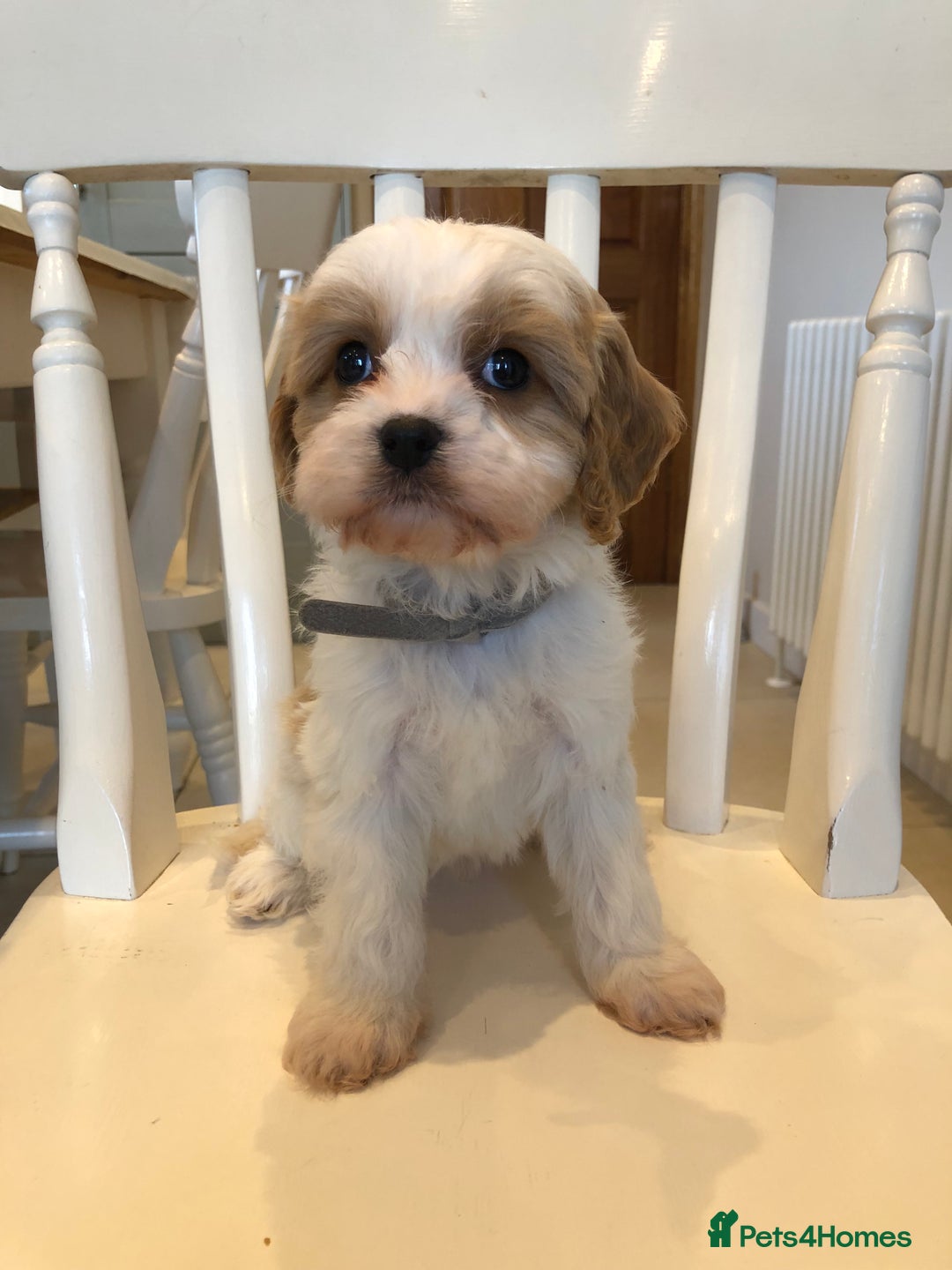 Cavapoo dogs for sale: Adorable Cavapoo Puppies  - Advert 26