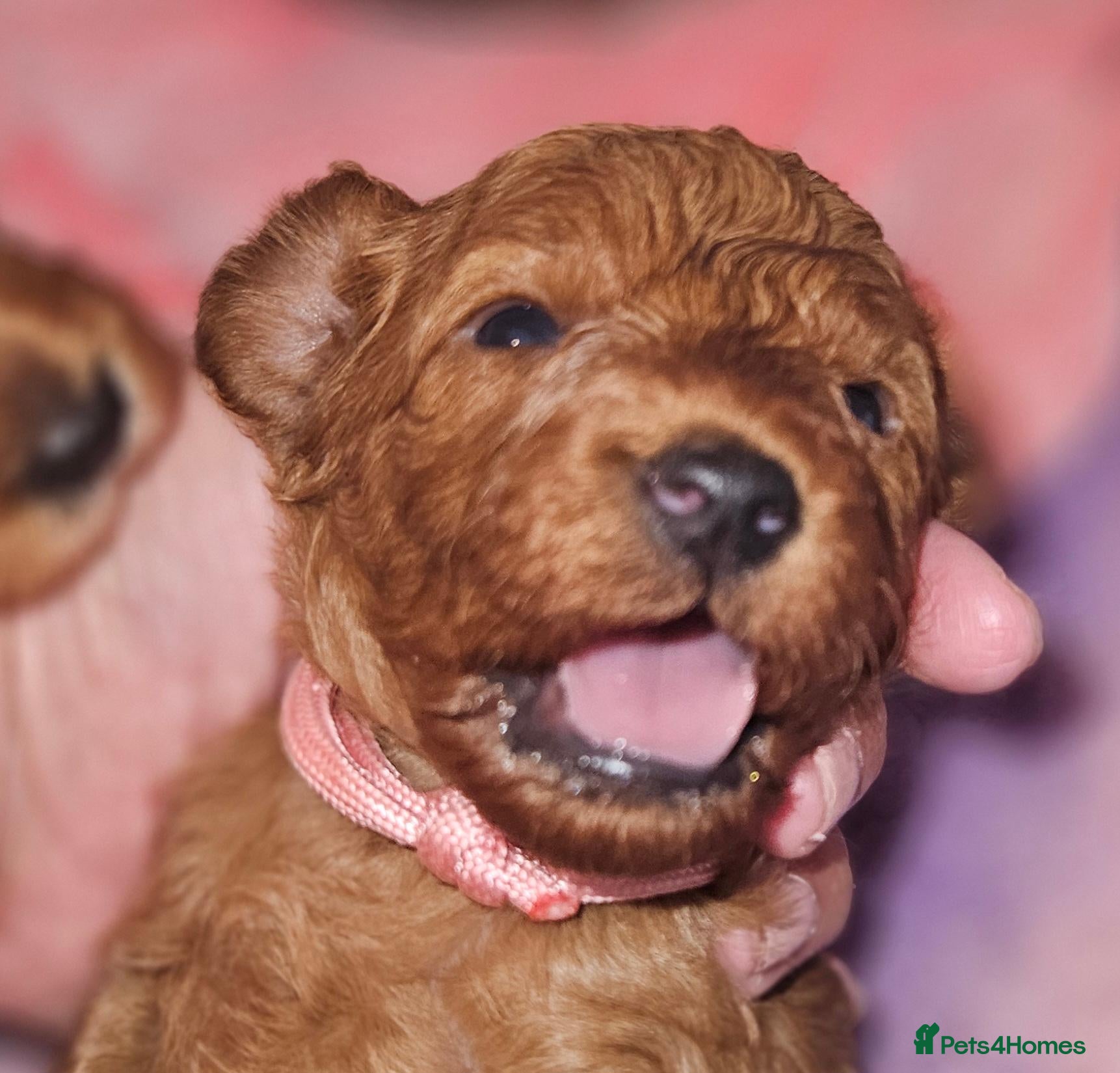 Cavapoo dogs Licensed breeder 2 girls, toy red cavapoo pups  - Advert 1
