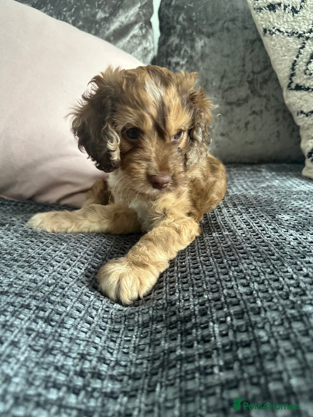 Cockapoo dogs for sale: ENGLISH SHOW F1 COCKAPOO BOY - Image 8