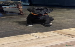 Mixed Breed dogs for sale: Boxador puppies for sale  - Image 4