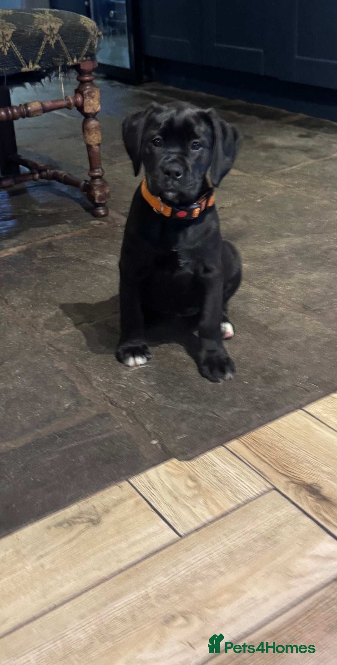 Mixed Breed dogs for sale: Boxador puppies for sale  - Image 4
