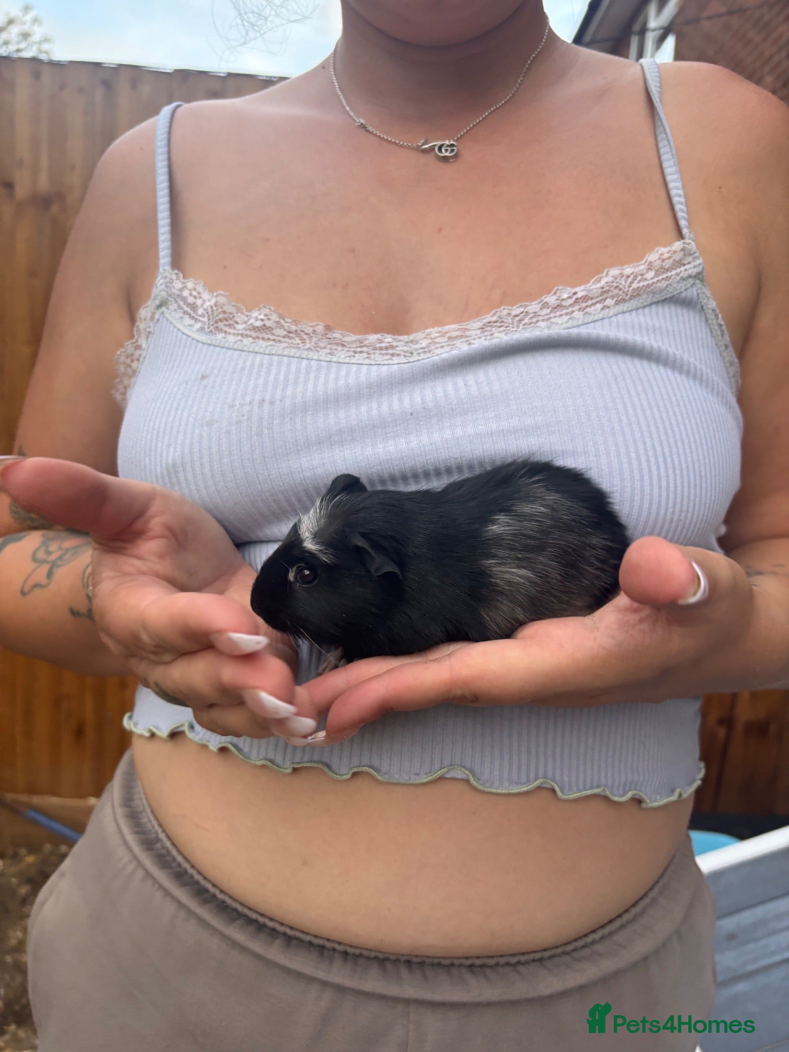 Guinea Pig rodents Mother & daughter guinea pigs  - Advert 7