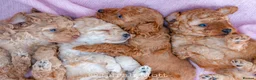 Toy Poodle dogs for sale: 🐶🐾Toy Poodle Puppies 🐾🐶 in Tunbridge Wells - Advert 15