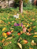 Jack Russell dogs - Advert 2