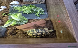 Hermann Tortoise reptiles for sale: Female Herman's Tortoise - Image 2