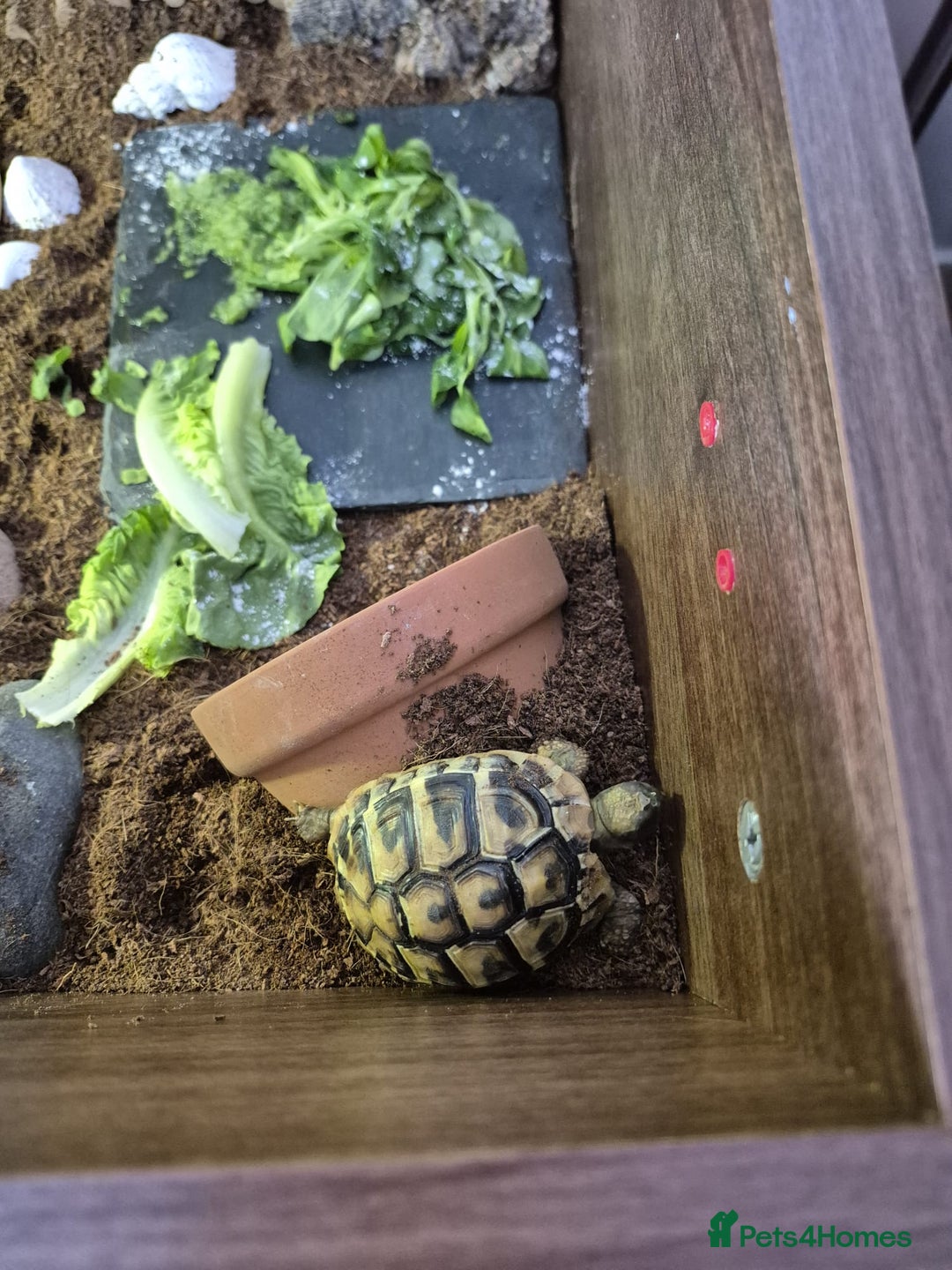 Hermann Tortoise reptiles for sale: Female Herman's Tortoise - Image 2