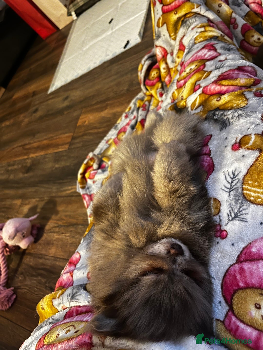 Pomeranian dogs for sale: READY NOW Super fluffy adorable Pomeranians  - Advert 15