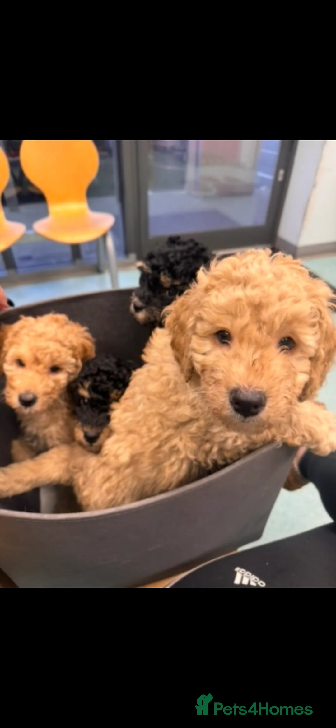 Mixed Breed dogs for sale: Puppies due 10 March - Advert 5