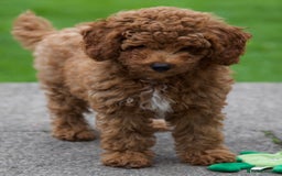 Cavapoochon dogs for sale: Gorgeous F1B Cavapoochon’s Fox Red available now. - Image 8