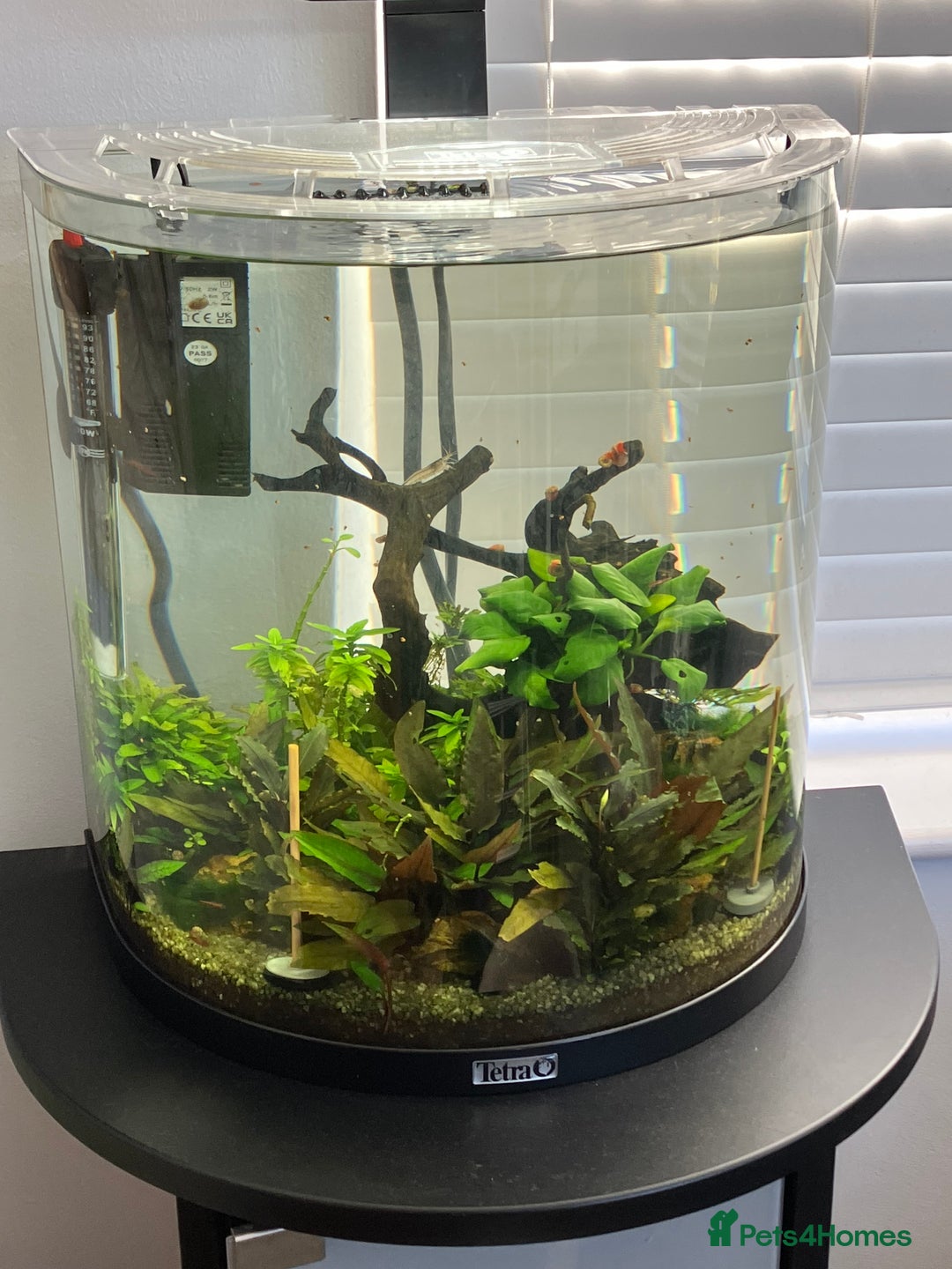 Shrimps fish for sale: Freshwater planted snail and shrimp nano tank - Image 2