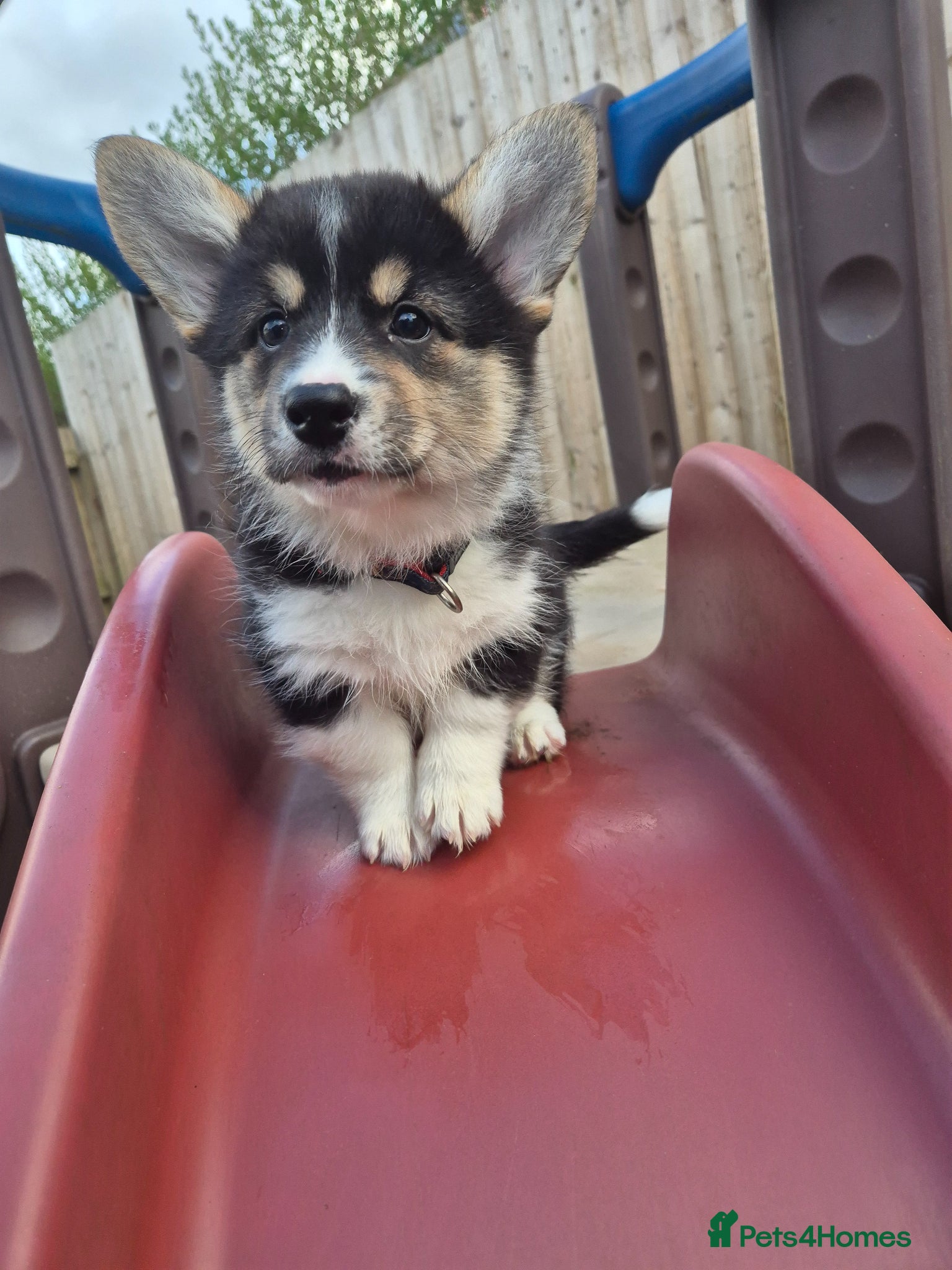 Welsh Corgi Pembroke dogs  Last tri girl!! ready for new home - Advert 6