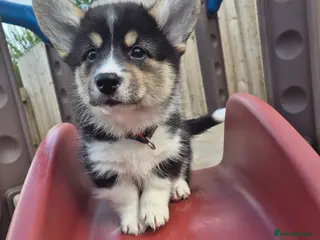 Welsh Corgi Pembroke dogs Last tri girl!! ready for new home - Advert 6