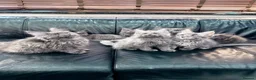Maine Coon cats for sale: Maine Coon Kittens XXL – Blue. Beautiful - Advert 3