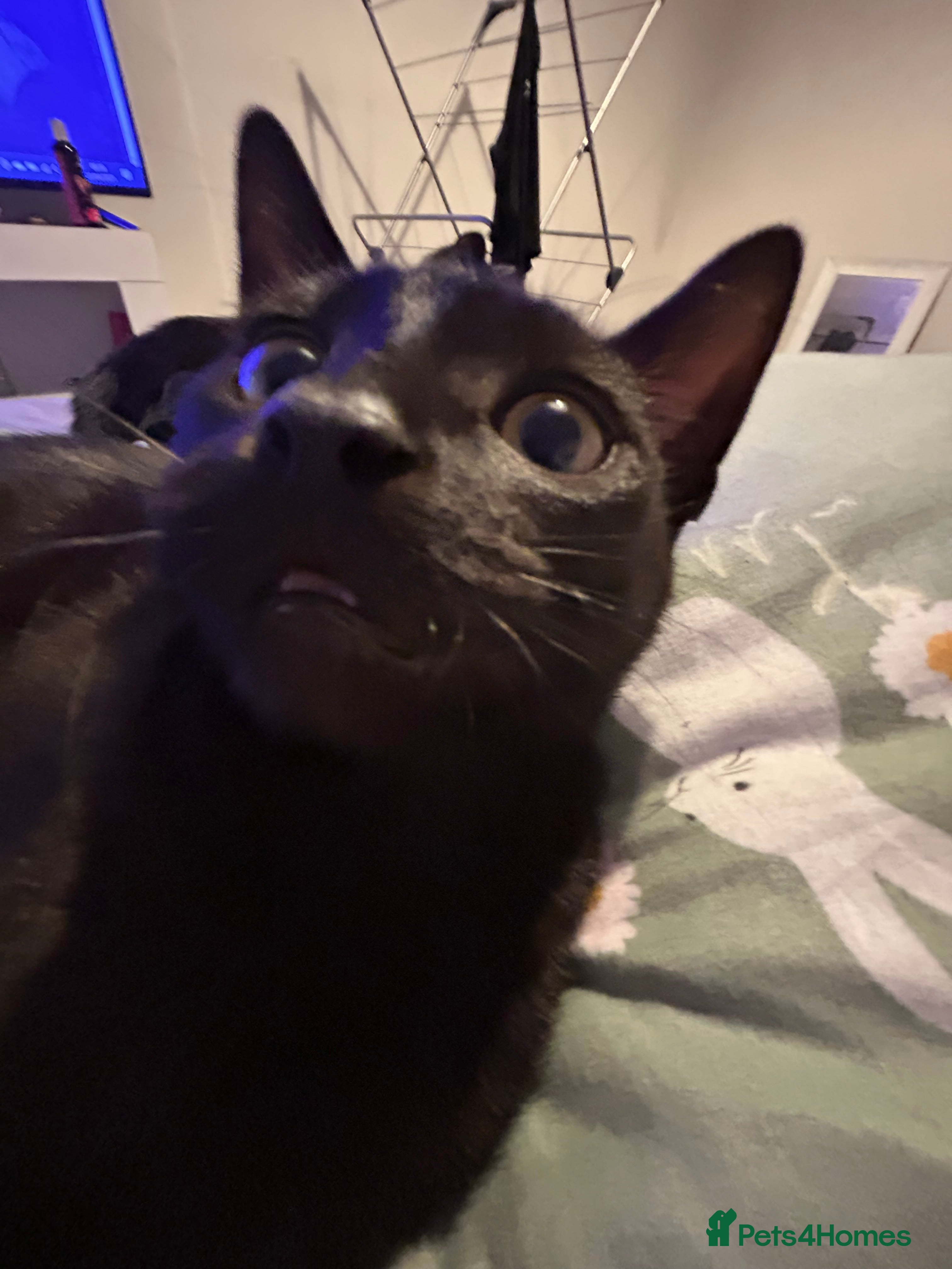 Brazilian Shorthair cats 10 months old cat  - Advert 2