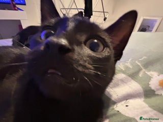 Brazilian Shorthair cats 10 months old cat - Advert 2