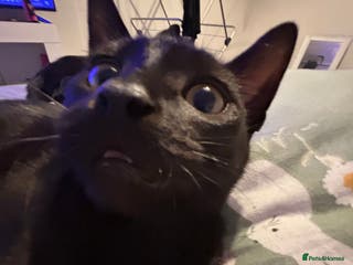 Brazilian Shorthair cats 10 months old cat - Advert 6