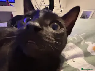 Brazilian Shorthair cats 10 months old cat - Advert 10