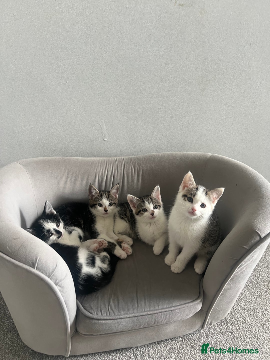 Mixed Breed cats for sale: Kittens  - Advert 2