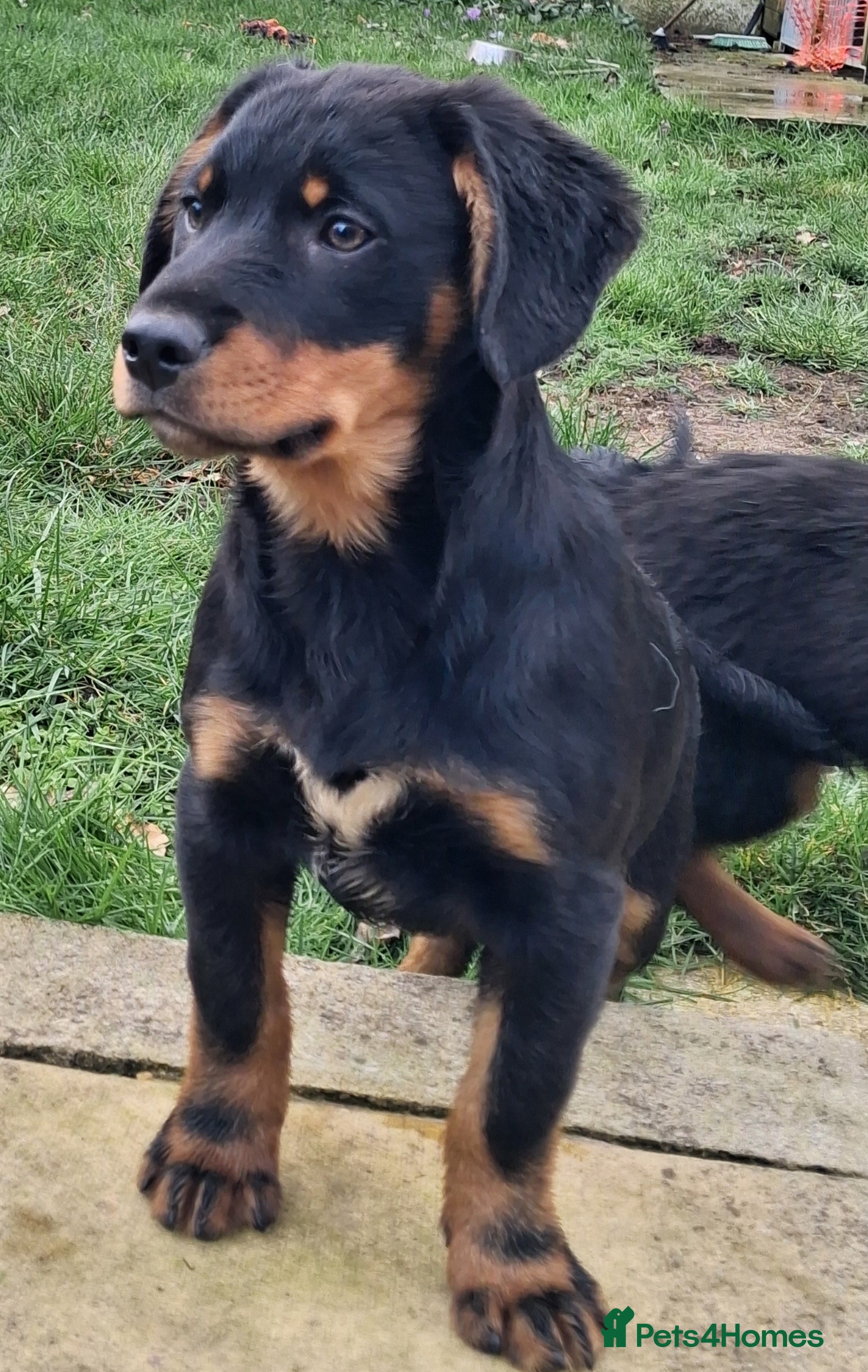 Mixed Breed dogs Puppies for sale  in Mansfield - Advert 1