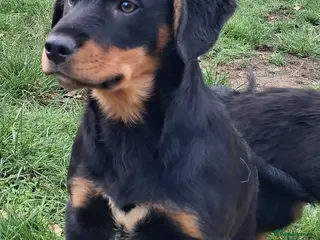 Mixed Breed dogs Puppies for sale in Mansfield - Advert 1