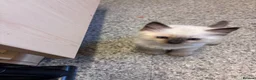 Ragdoll cats for sale: Beautiful pedigree kittens  in Peterborough - Advert 5