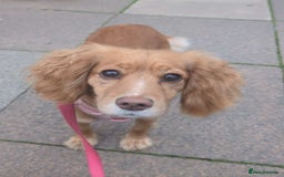 Cocker Spaniel dogs for sale: 1 year old cocker spaniel  - Image 1