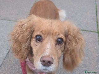 Cocker Spaniel dogs for sale - Advert 1