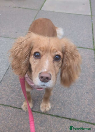 Cocker Spaniel dogs - Advert 3