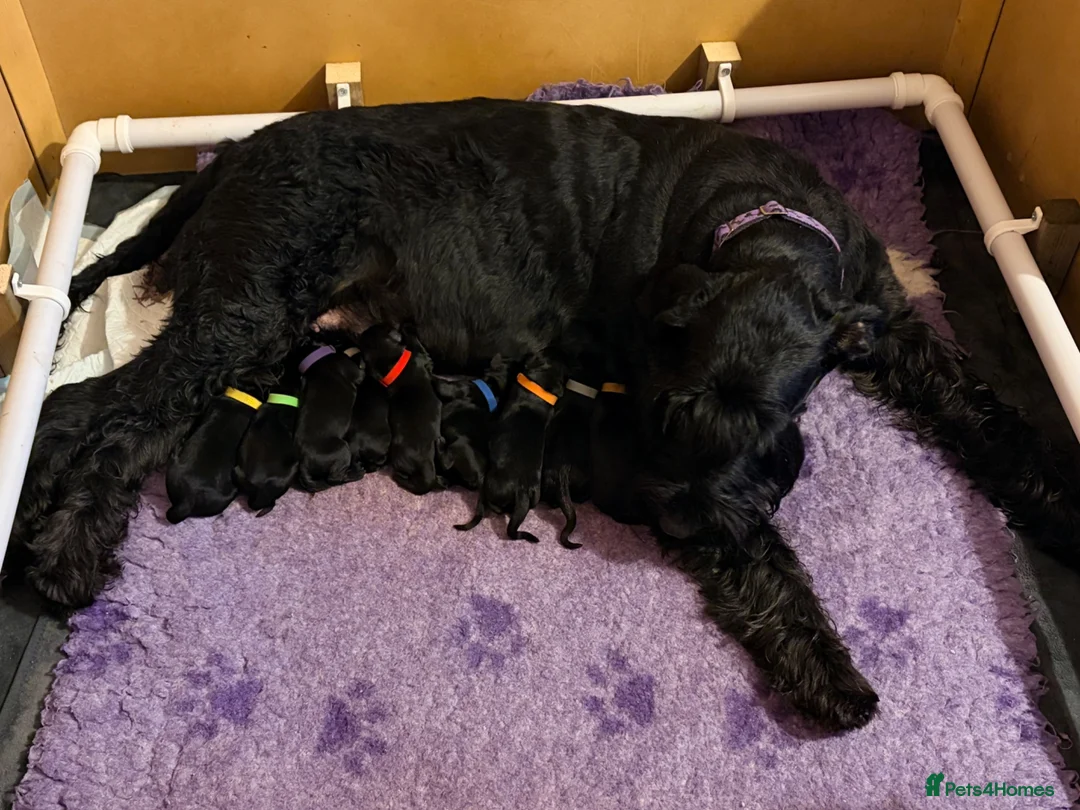 Giant Schnauzer dogs for sale: 2 girls available  - Advert 6