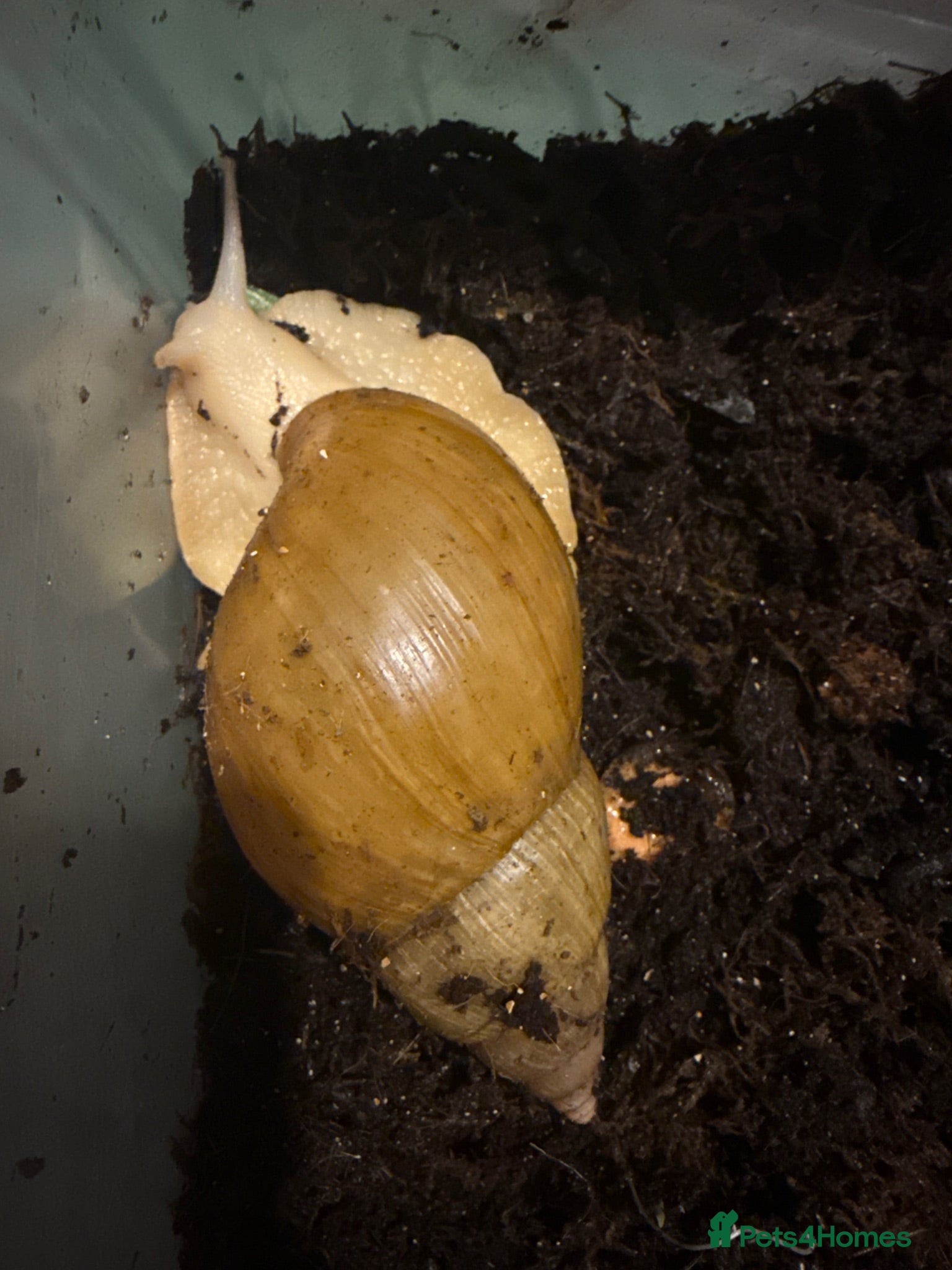Snails invertebrates Giant African land snails  - Advert 2