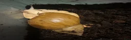 Snails invertebrates for sale: Giant African land snails  - Advert 1