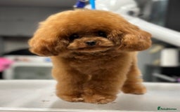 Maltipoo dogs for sale: 🧸🩷 Incredible Asian Maltipoo GIRLS 🩷🧸 - Image 11