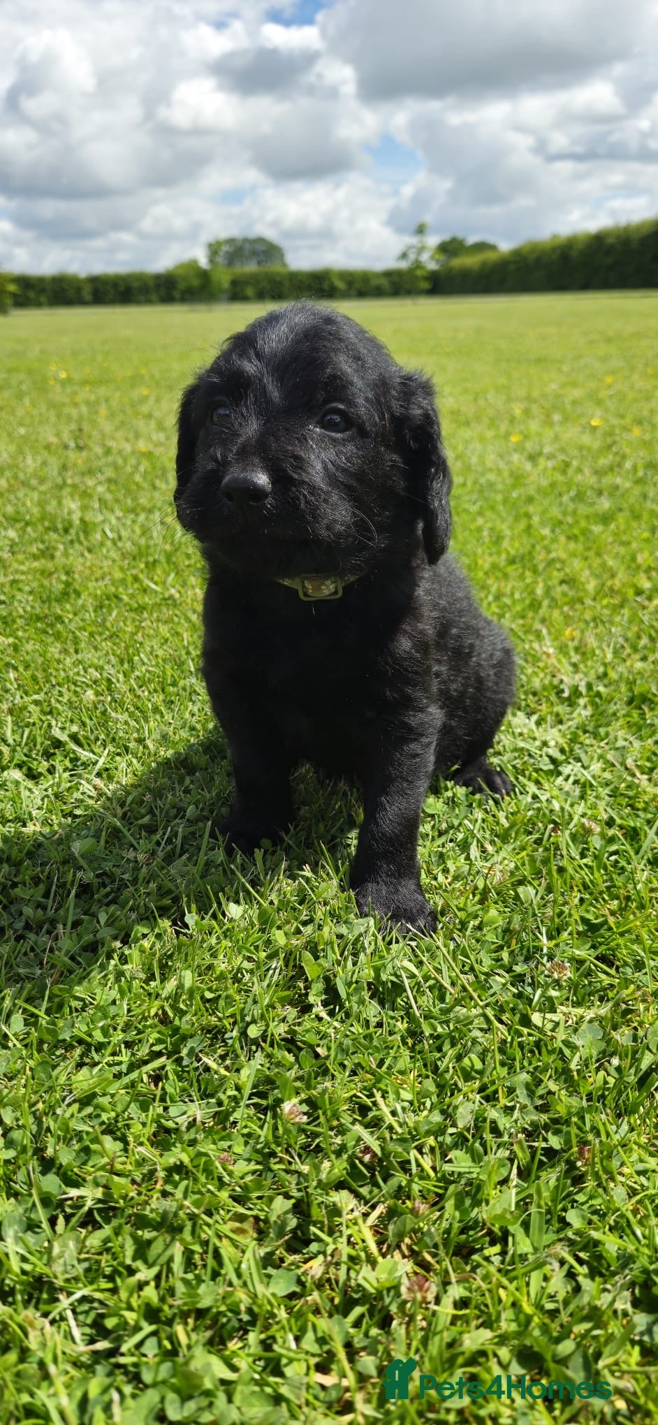 Labradoodle dogs Extensively Health Tested F1 Miniature Labradoodle - Advert 2