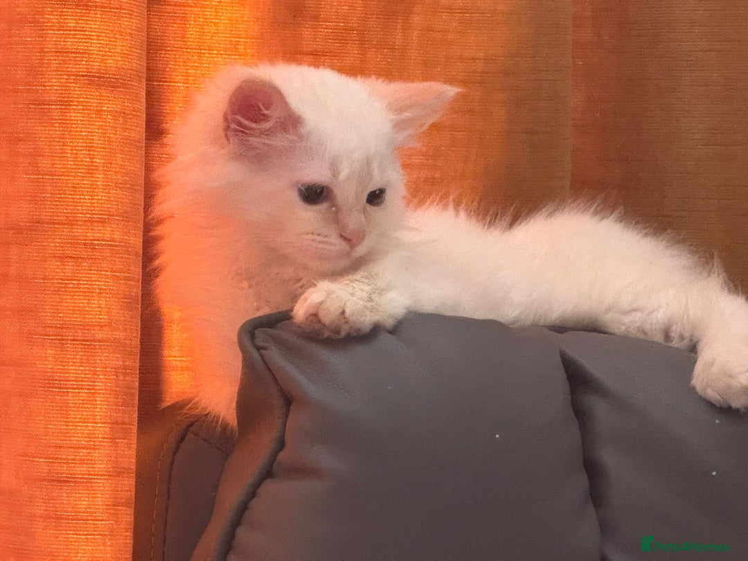 Ragdoll cats for sale: GCCF Championship Ragdoll Kittens - Image 18
