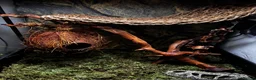 Gecko reptiles for sale: Crested gecko in Harrow - Advert 3